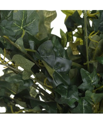 Ivy Pick