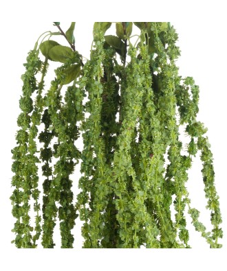 Green Amaranthus