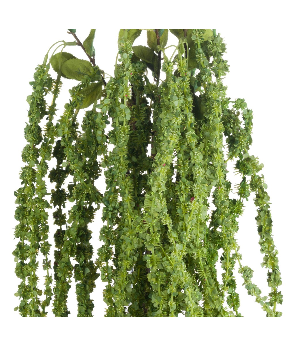 Green Amaranthus