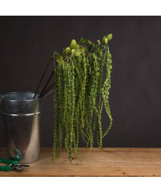 Green Amaranthus