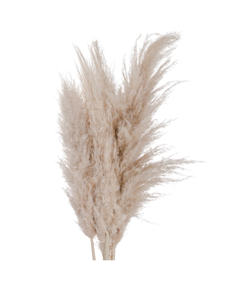Cream Pampas Grass