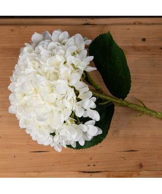 Oversized White Hydrangea