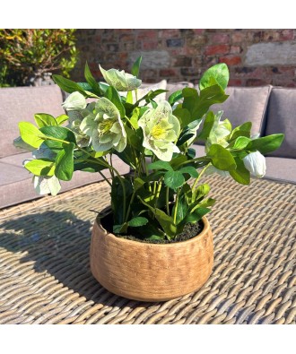 Green Hellebore Plant In Taupe Pot