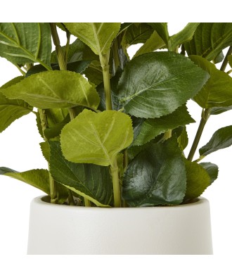 Medium White Hydrangea Plant In Pot