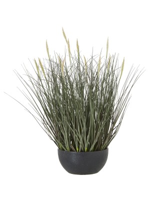 Fountain Grass Plant In Pot