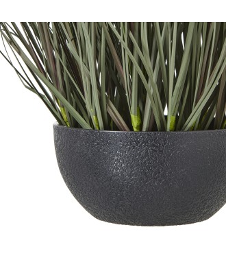 Fountain Grass Plant In Pot