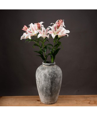 Stargazer Lily