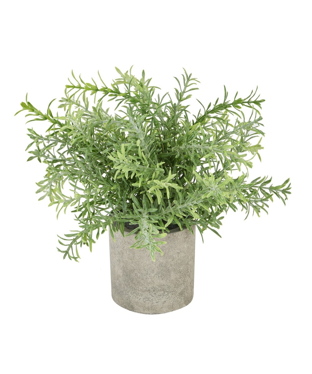 Rosemary Plant In Stone Effect Pot