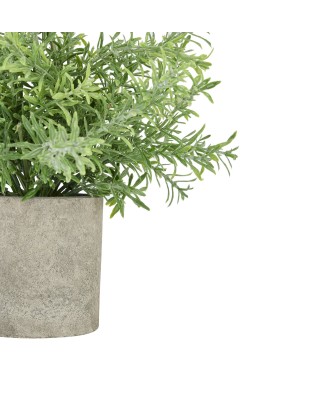 Rosemary Plant In Stone Effect Pot