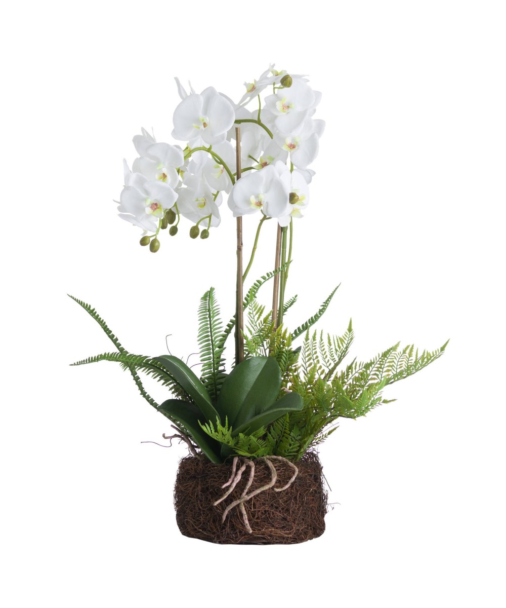 Large White Orchid And Fern Garden In Rootball