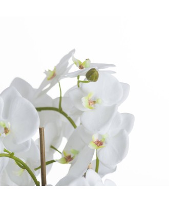 Large White Orchid And Fern Garden In Rootball
