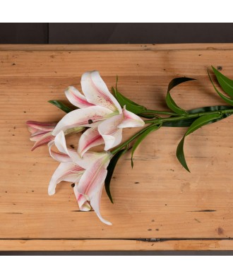 Stargazer Lily