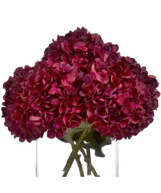Autumn Ruby Hydrangea