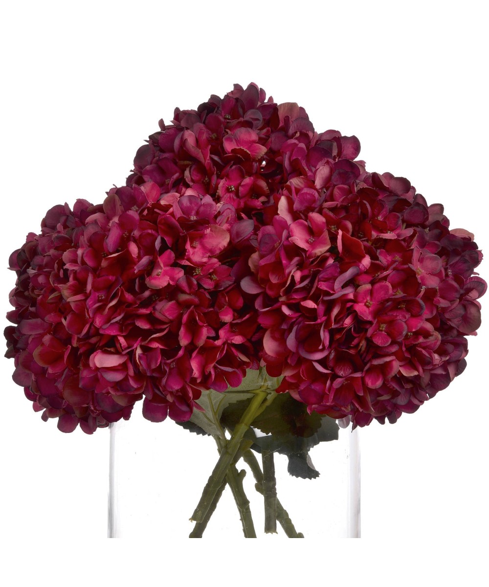 Autumn Ruby Hydrangea