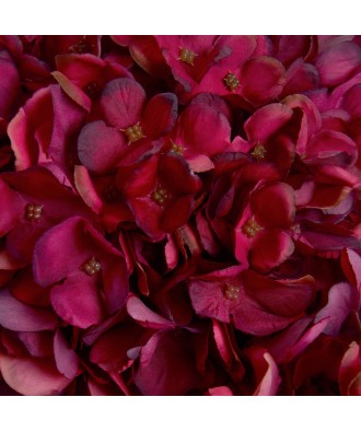 Autumn Ruby Hydrangea
