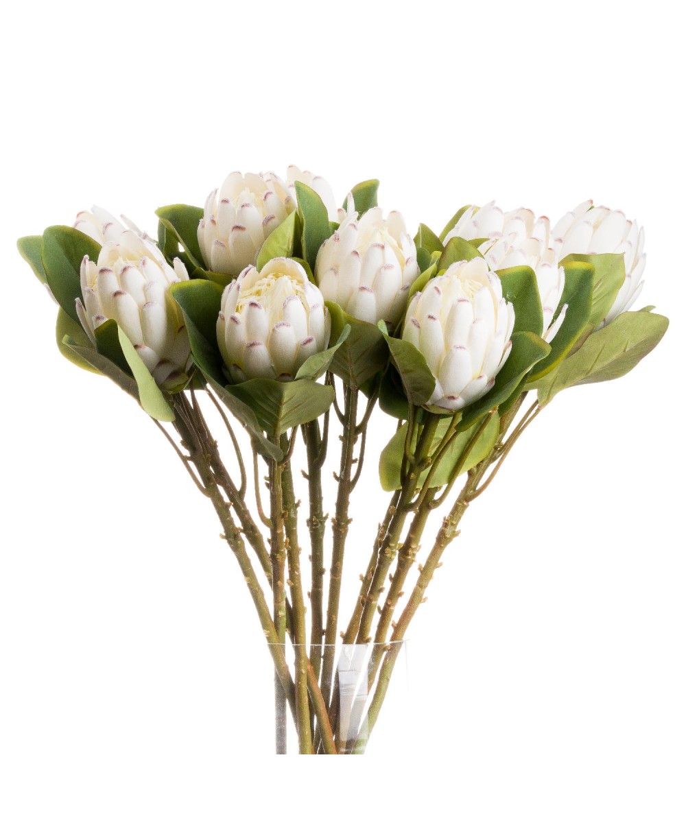 Closed White Protea