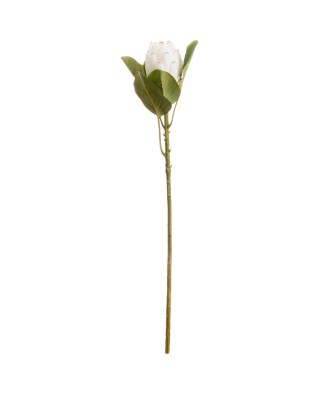 Closed White Protea