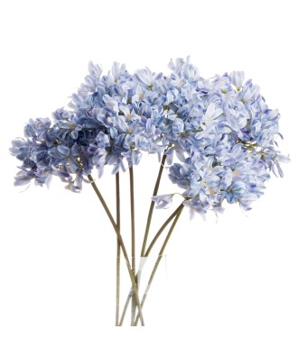 Light Blue Large Headed Agapanthus