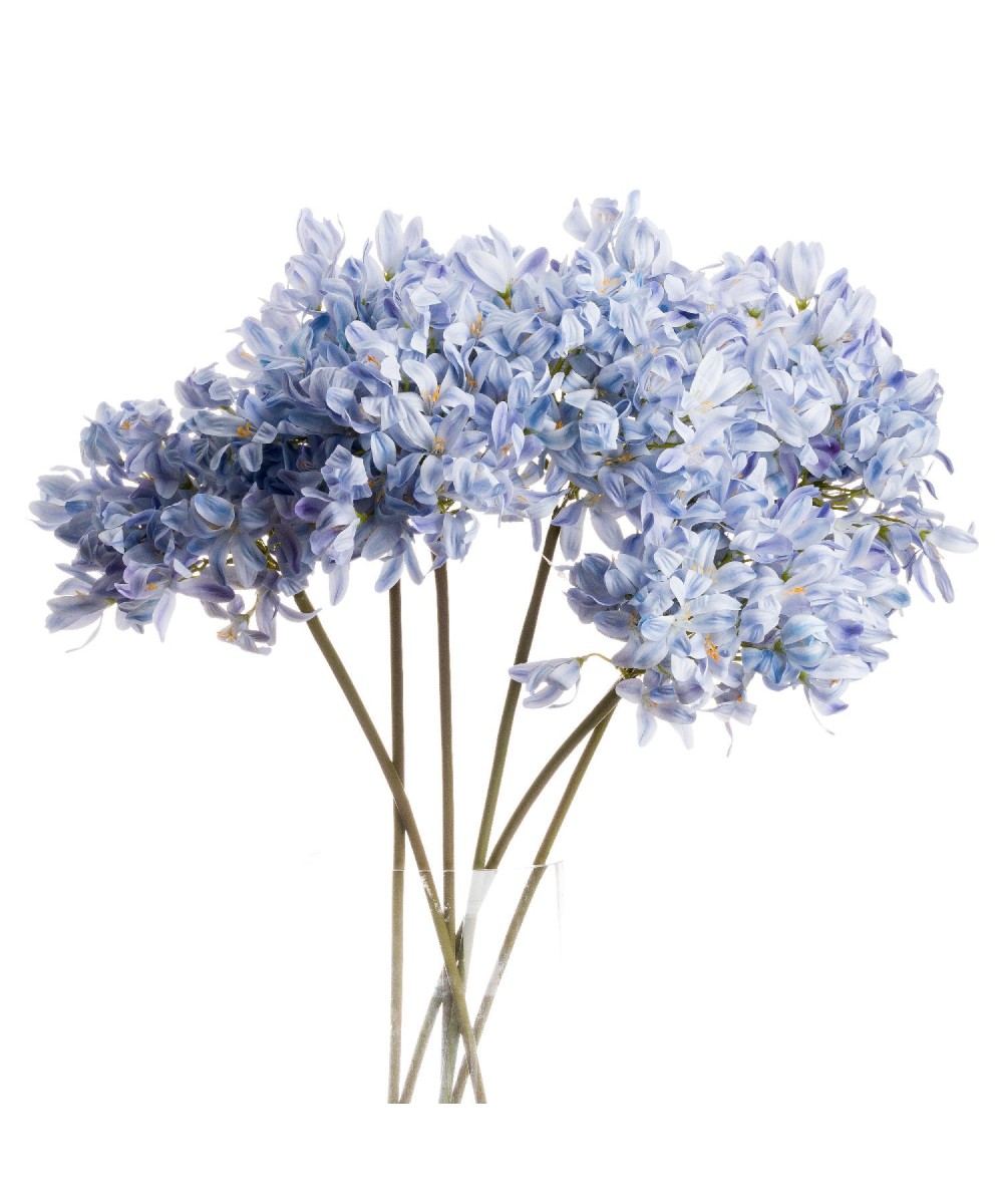Light Blue Large Headed Agapanthus