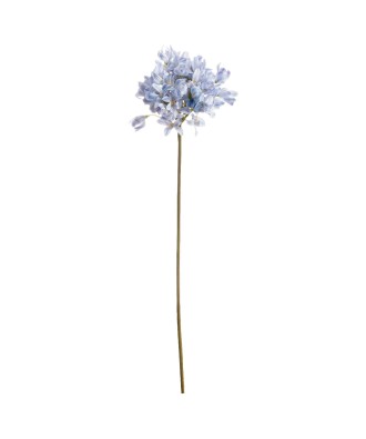 Light Blue Large Headed Agapanthus