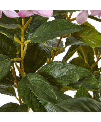Large Pink Hydrangea Plant In Pot