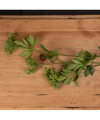 Faux Cow Parsley Ammi