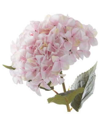 Giant Pink Hydrangea