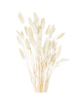 Dried Natural Bunny Tail Bunch
