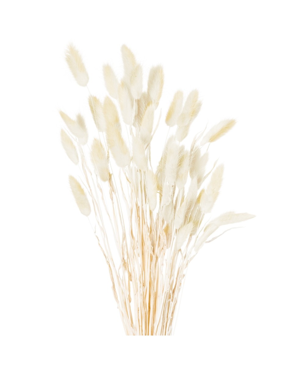 Dried Natural Bunny Tail Bunch